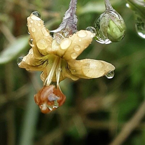 Lycium barbarum Flower