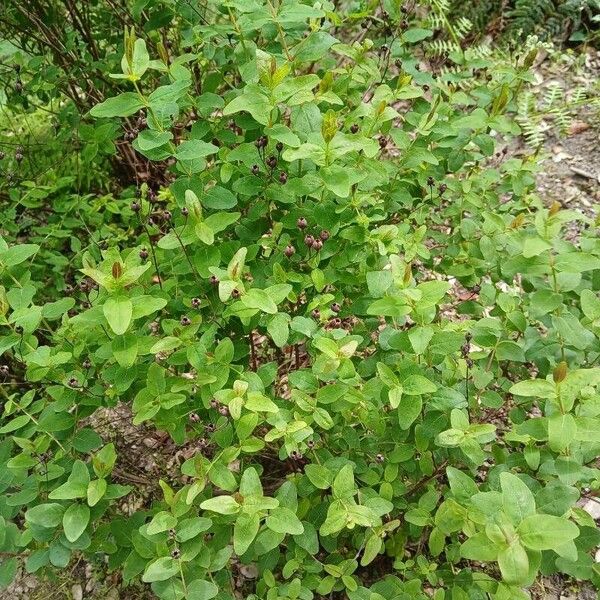 Hypericum hircinum Leaf