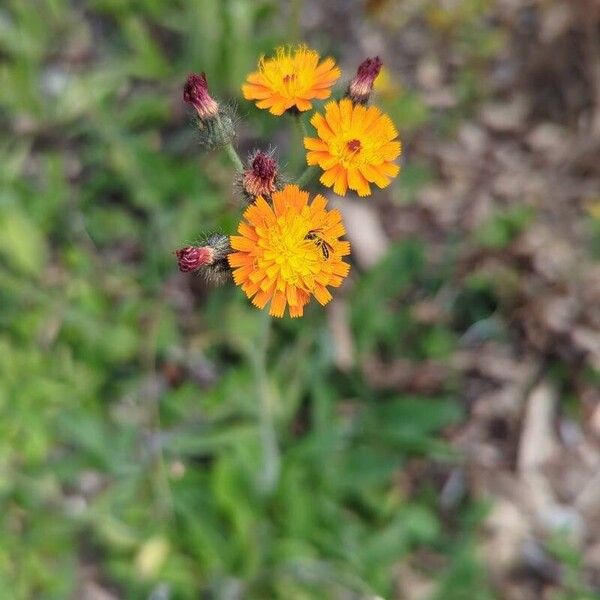 Pilosella aurantiaca Flower