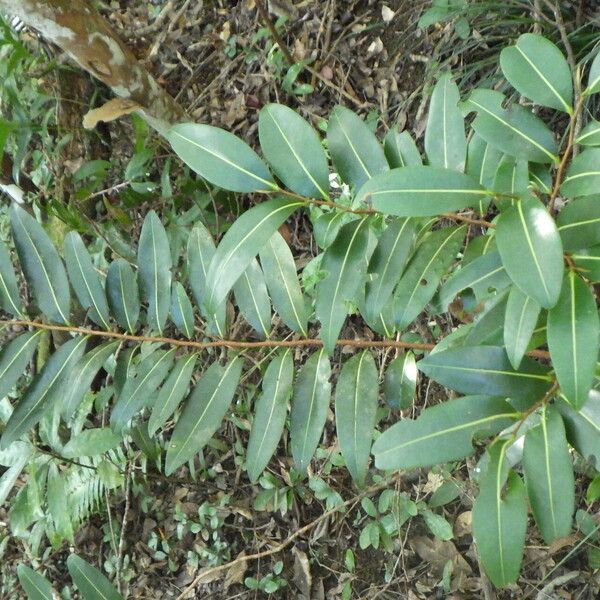 Xylopia richardii Leaf