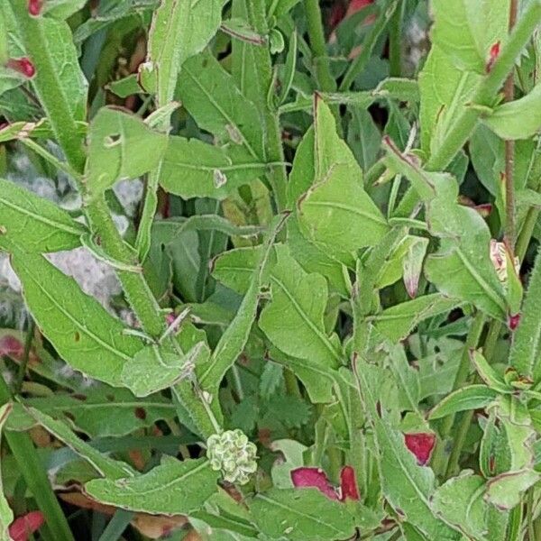 Oenothera lindheimeri ശീലം