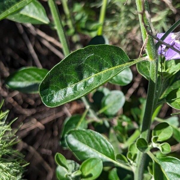 Solanum umbelliferum Leaf