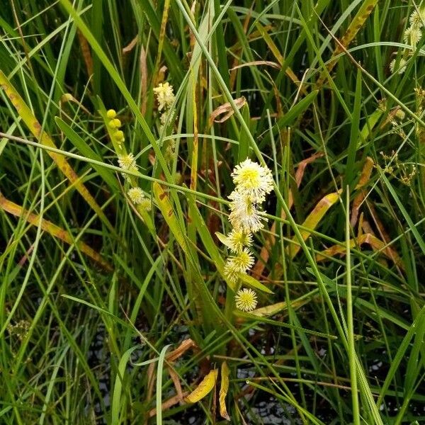 Sparganium emersum Blomst