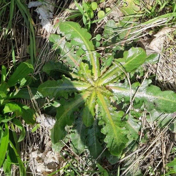 Hypochaeris glabra Blatt