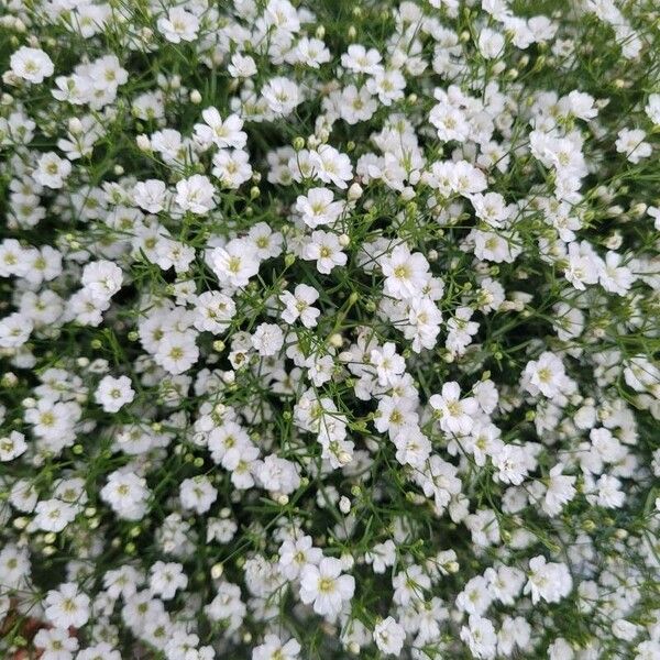 Gypsophila elegans Flower