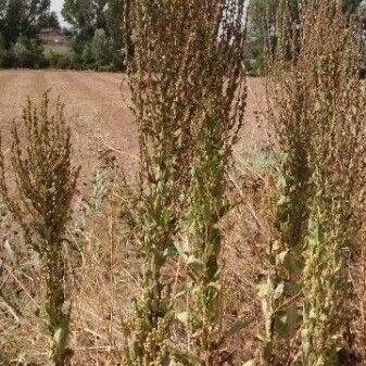 Verbascum sinuatum Pokrój