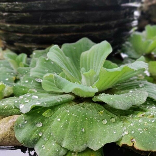 Pistia stratiotes 葉