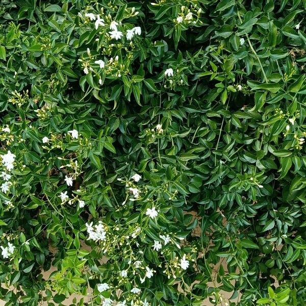 Jasminum fluminense Blad