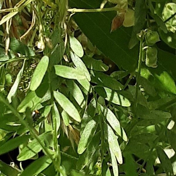 Vicia hirsuta Blad