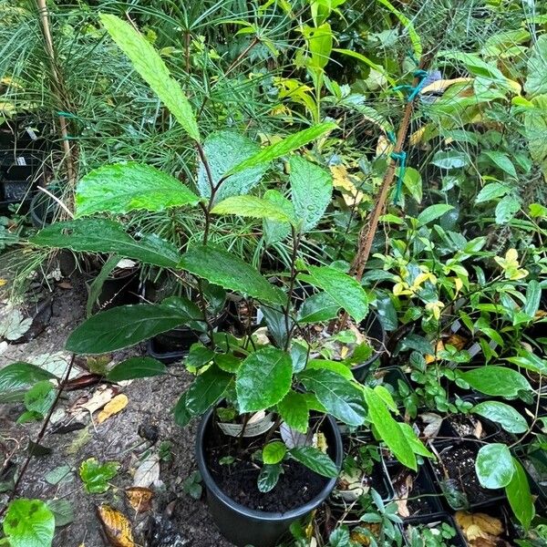 Ehretia acuminata Blad