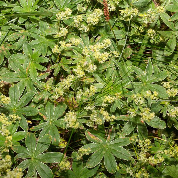 Alchemilla conjuncta Flower