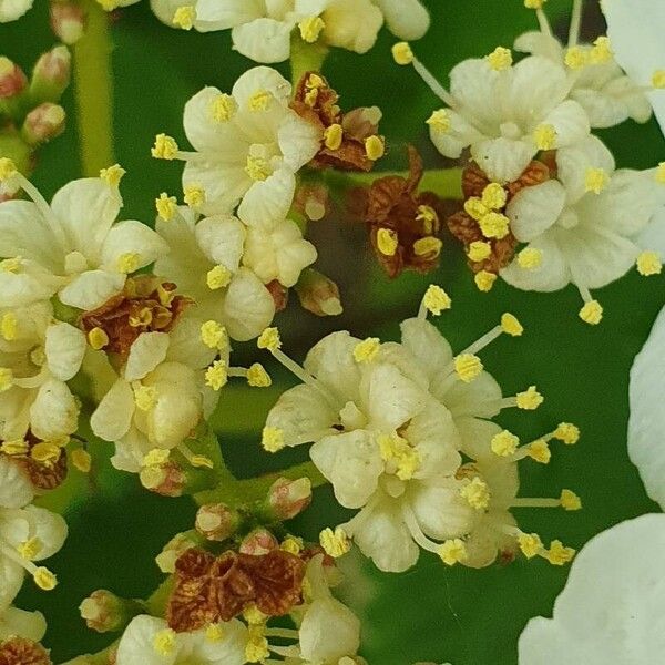 Viburnum plicatum Λουλούδι