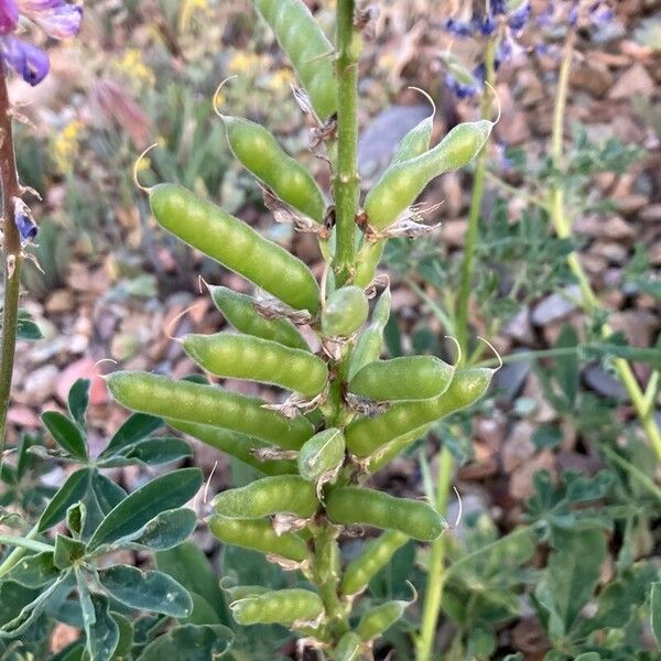 Lupinus sericeus Owoc