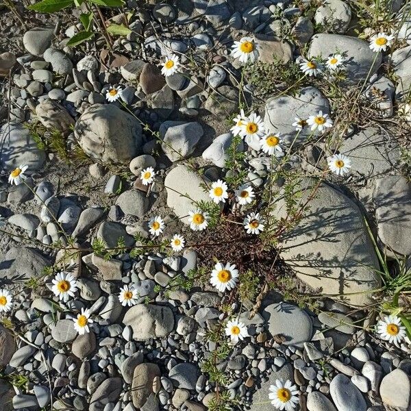 Leucanthemum monspeliense Bloem