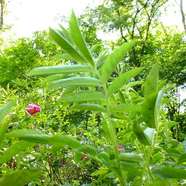 Rosa blanda Blad