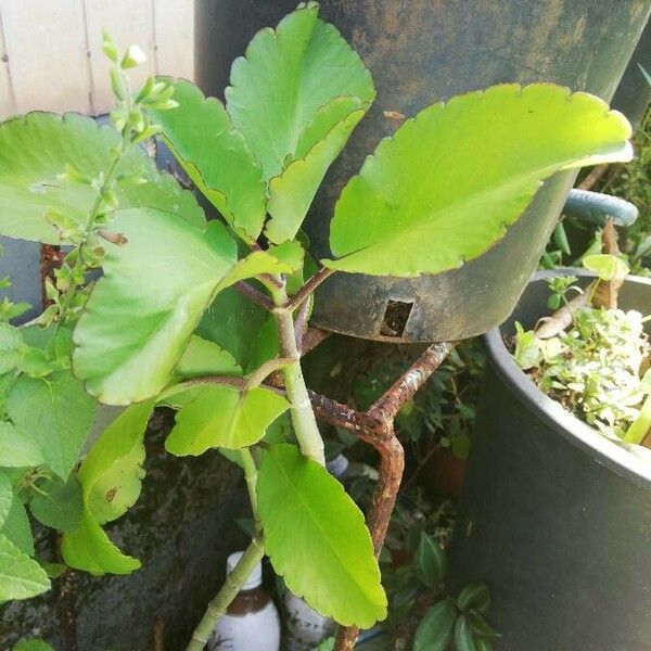 Kalanchoe pinnata Blatt