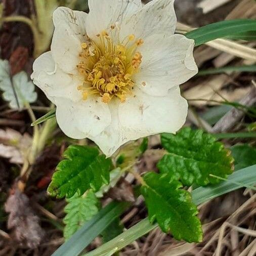 Dryas octopetala Blomma