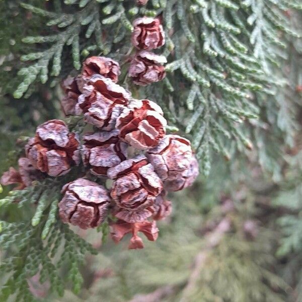 Chamaecyparis lawsoniana Frugt