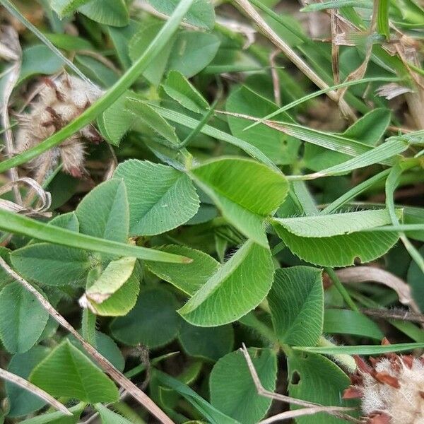 Trifolium fragiferum 葉