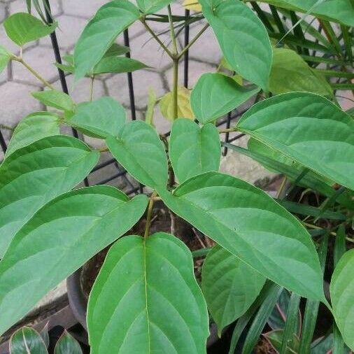 Oroxylum indicum Leht