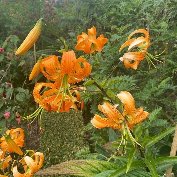 Lilium henryi Květ