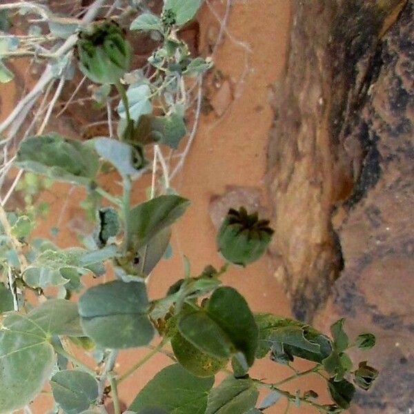 Abutilon grandifolium Meyve