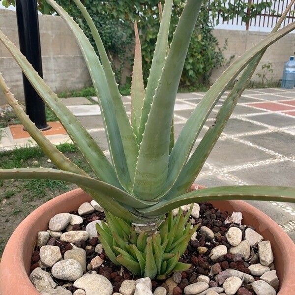 Aloe vera Ліст