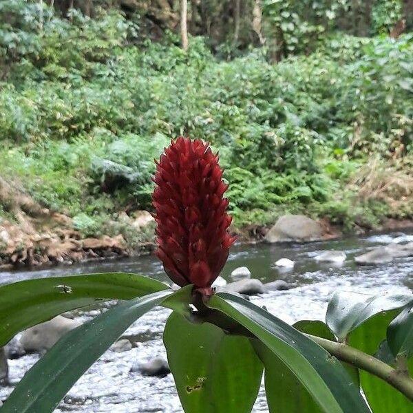 Hellenia speciosa Flor