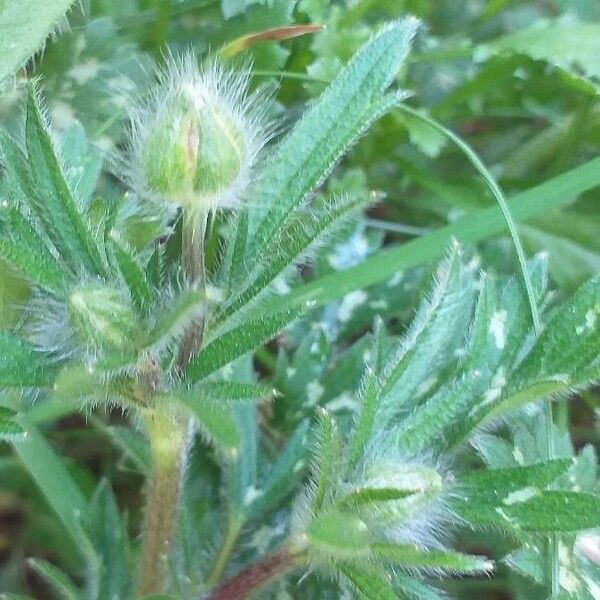 Ranunculus bulbosus Leaf