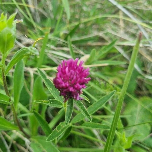 Trifolium alpestre 花