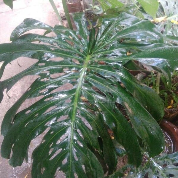 Monstera deliciosa Blad