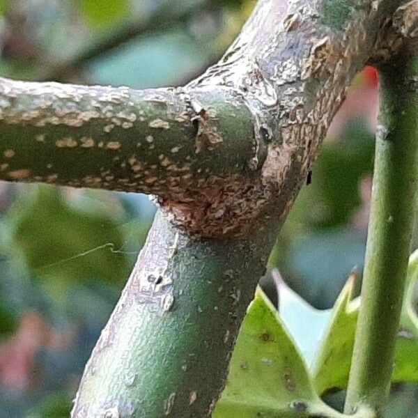 Ilex aquifolium Кора