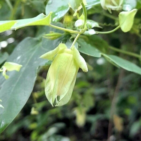Passiflora tenuifila Other