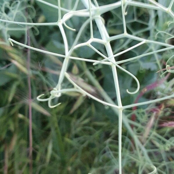 Lathyrus oleraceus Yaprak