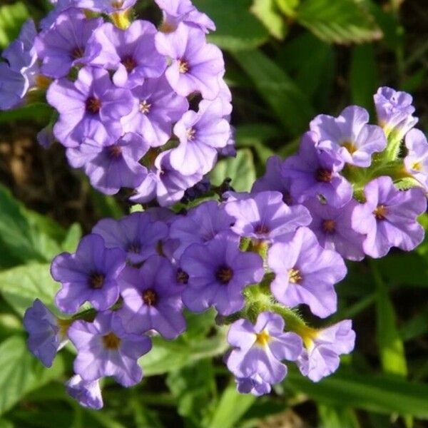 Heliotropium amplexicaule Flower