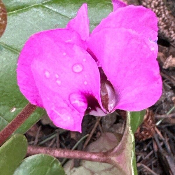 Cyclamen coum Blüte