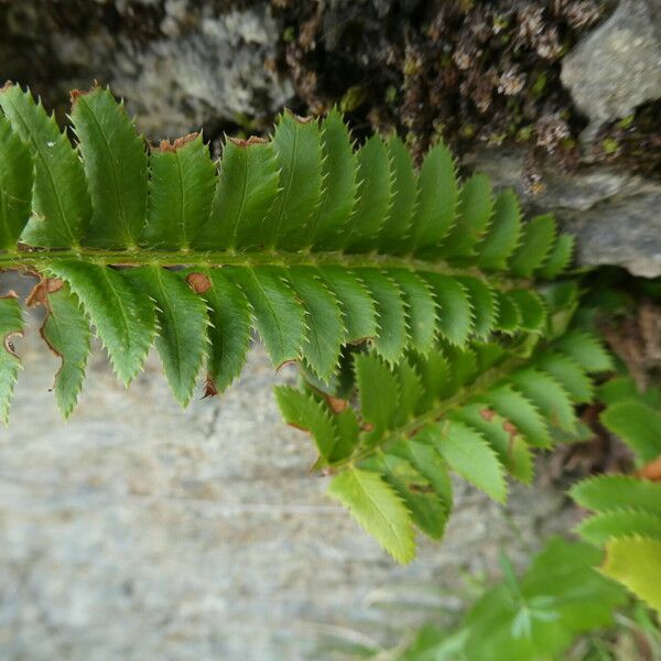 Polystichum lonchitis Leaf