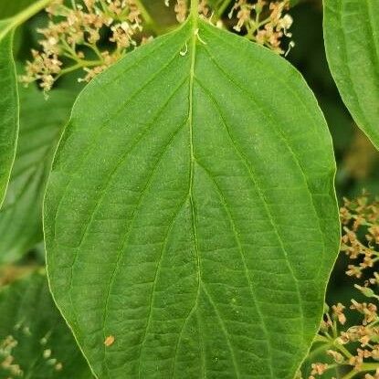 Cornus alternifolia List