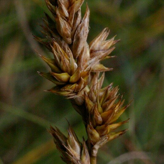 Carex colchica Плод