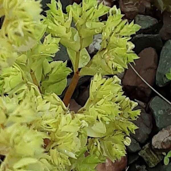 Euphorbia falcata Blüte