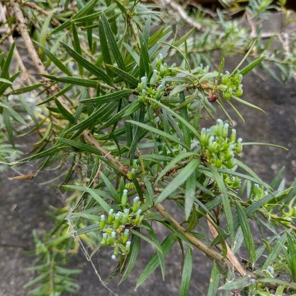 Podocarpus spinulosus Habit