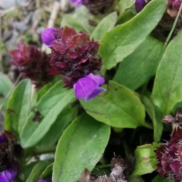 Prunella vulgaris Flower