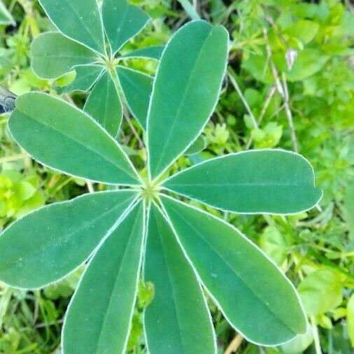 Lupinus albus Leaf