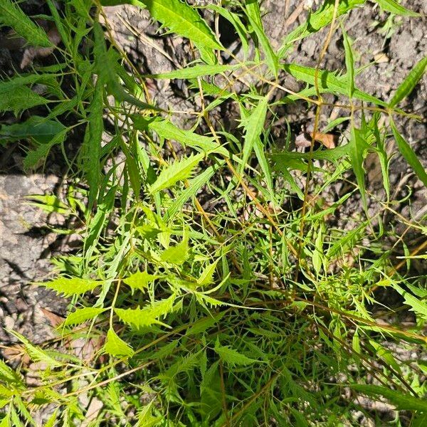 Aruncus dioicus Folha