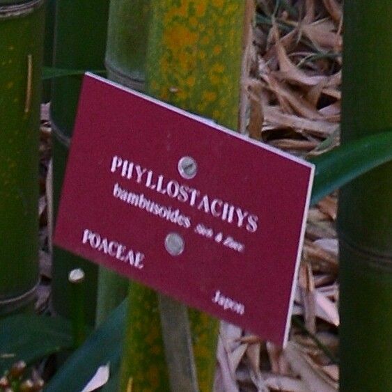 Phyllostachys bambusoides Levél