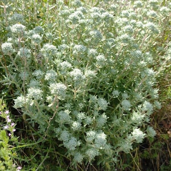 Teucrium polium फूल