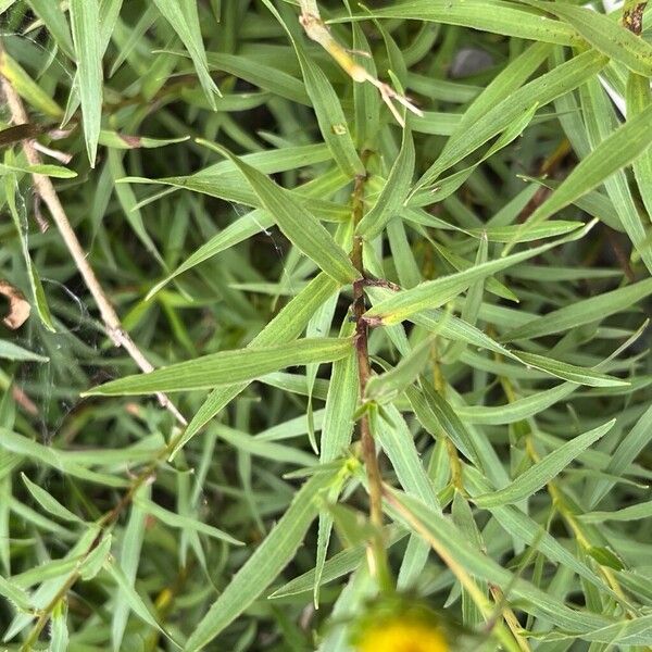 Pentanema ensifolium Foglia