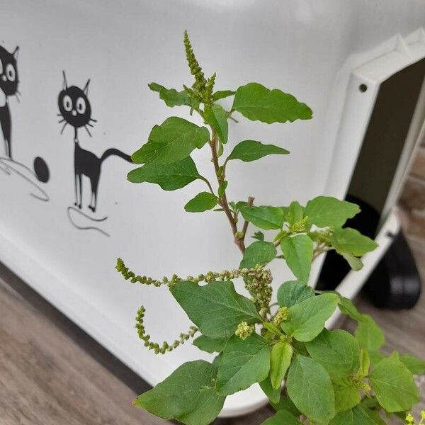 Amaranthus viridis Blatt