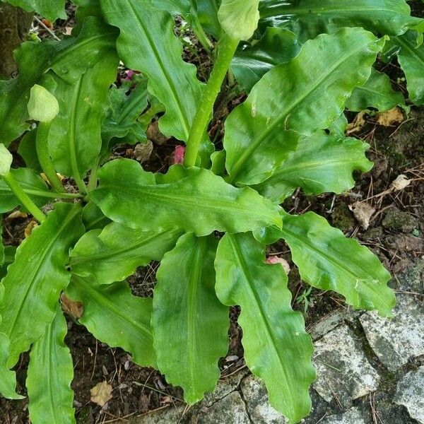 Scadoxus multiflorus Habit