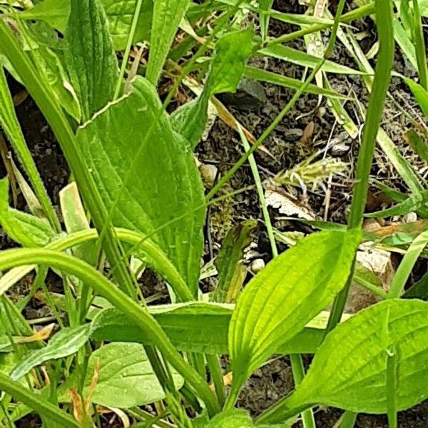 Plantago argentea পাতা